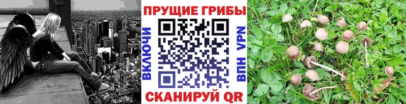 хочу наркоту Белокуриха Псилоцибиновые грибы Psilocybine cubensis